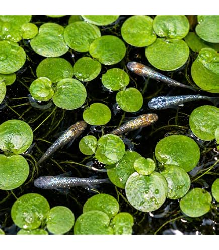 Amazon.co.jp: （ビオトープ）水辺植物 アマゾンフロッグビット（無